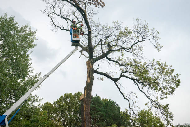 Best Tree Mulching  in Lely Resort, FL